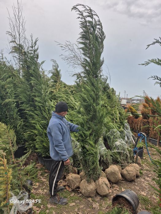 Tuia  leylandii chiparos leilandi