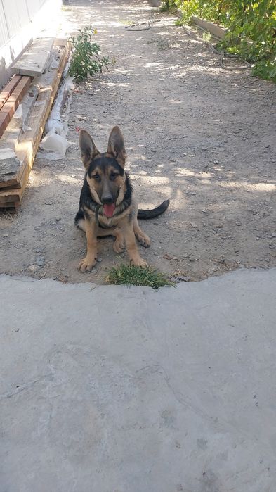 Немецкий овчарка