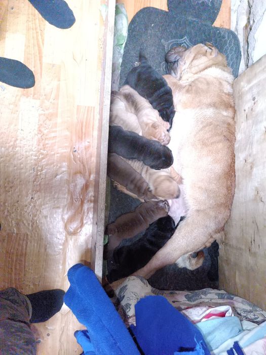 Щенки Шарпея премиум класса