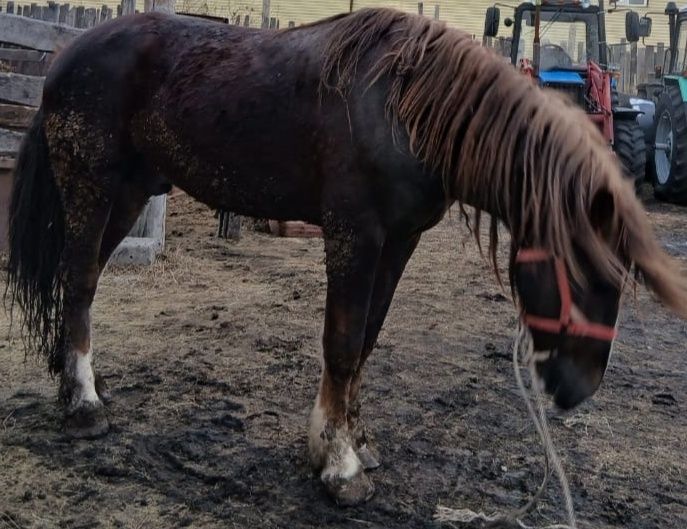 Отличный жеребец