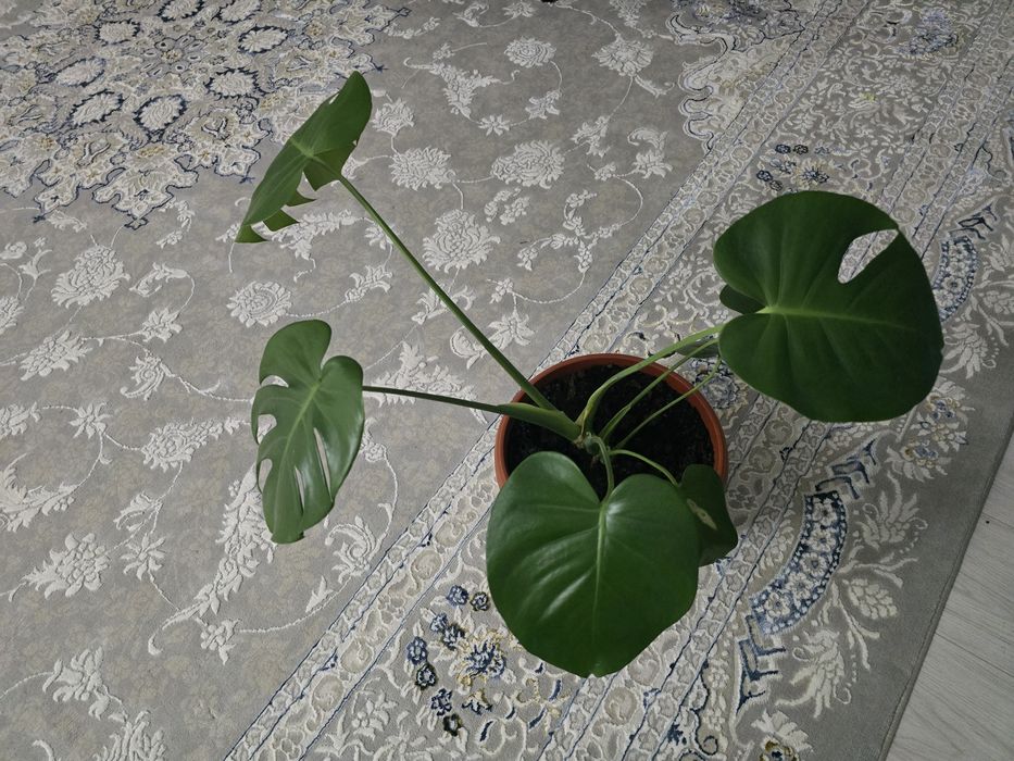 Монстера комнатное растение!