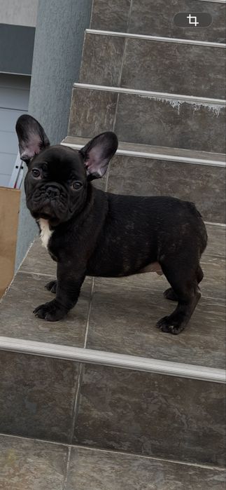 Mascul bulldog francez din parinti cu pedigree