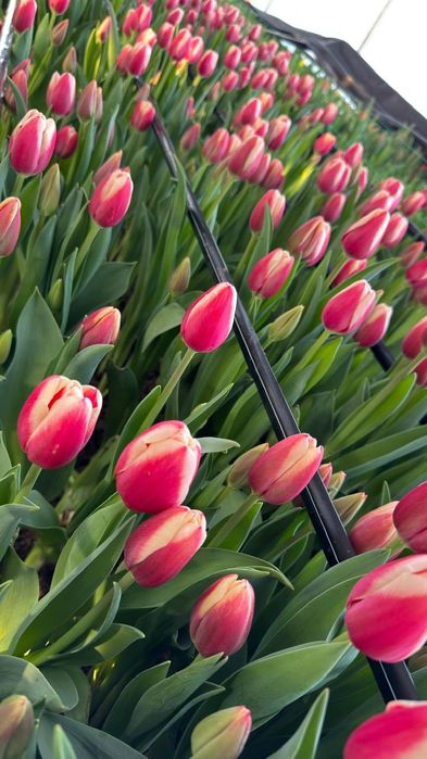 Тюльпаны оптом и в розницу