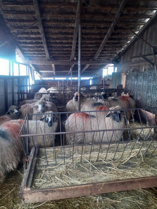 Vând 9 oi bretele și bucalai