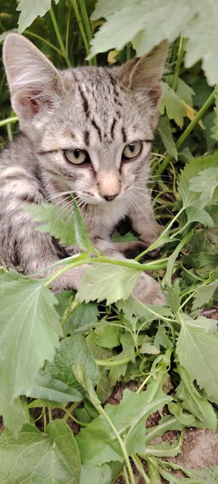 Отдадим котят, 2,5 месяца, мальчики