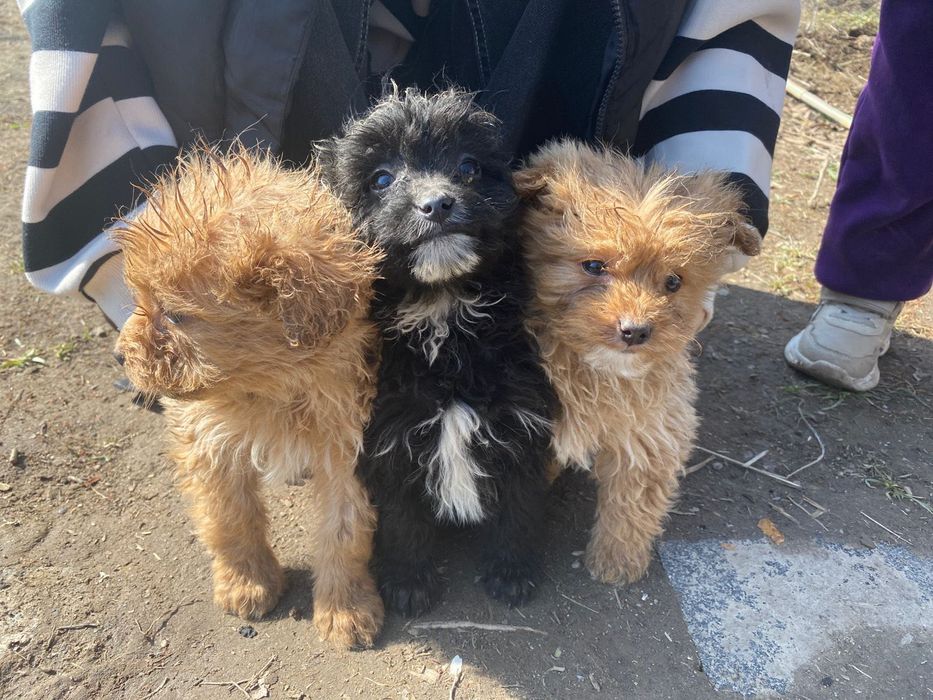 Отдам щенков Бишон фризе