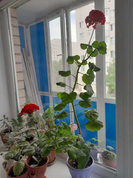 Цветы комнатные .
