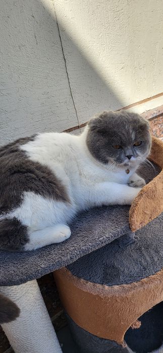 #SOTILMIDI Vyazka skotish FOLD 10 oylik