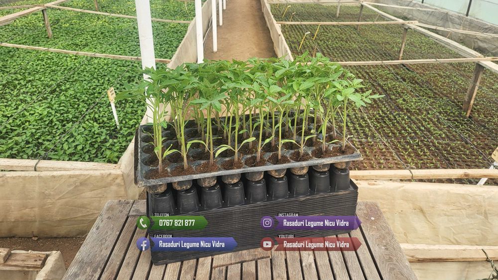 Vand Rasad de rosii ardei castraveti vinete salata | Rasaduri Legume