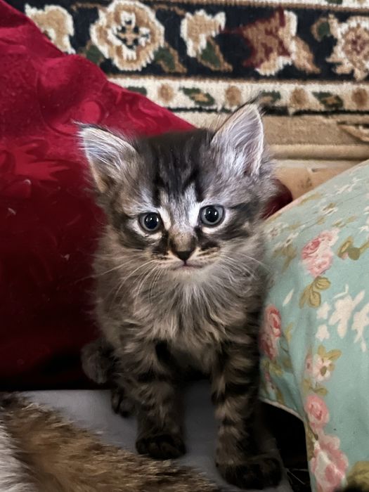 Отдам котят в долрые ручки