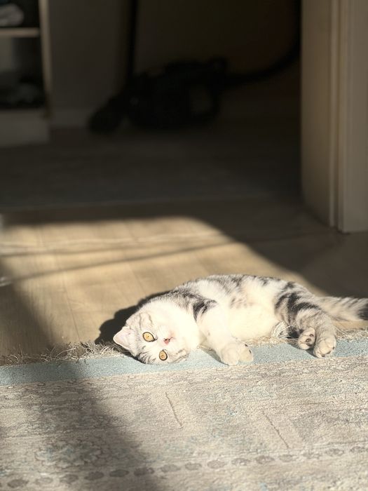 Шотландаская вислоухая котенок