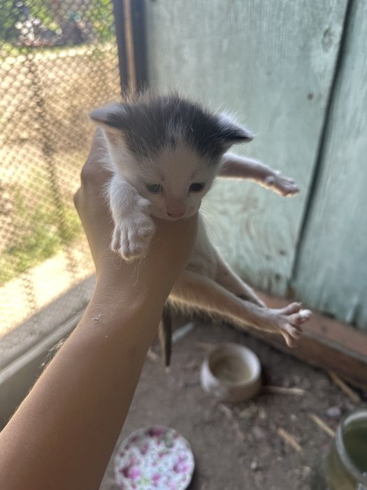 Котята беспалтно