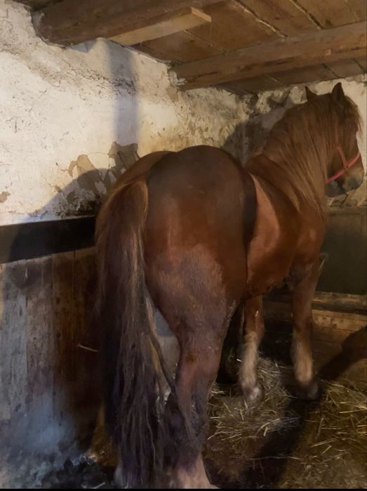 Vand armasar de 2 ani jumate