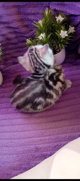 Продам шотландских котят .