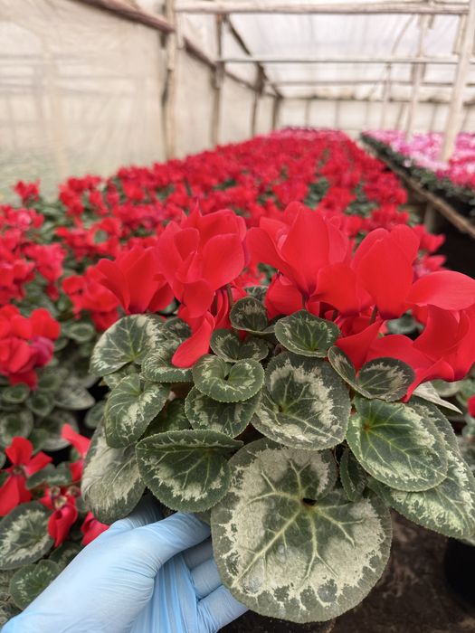 Flori de vanzare, de la producator