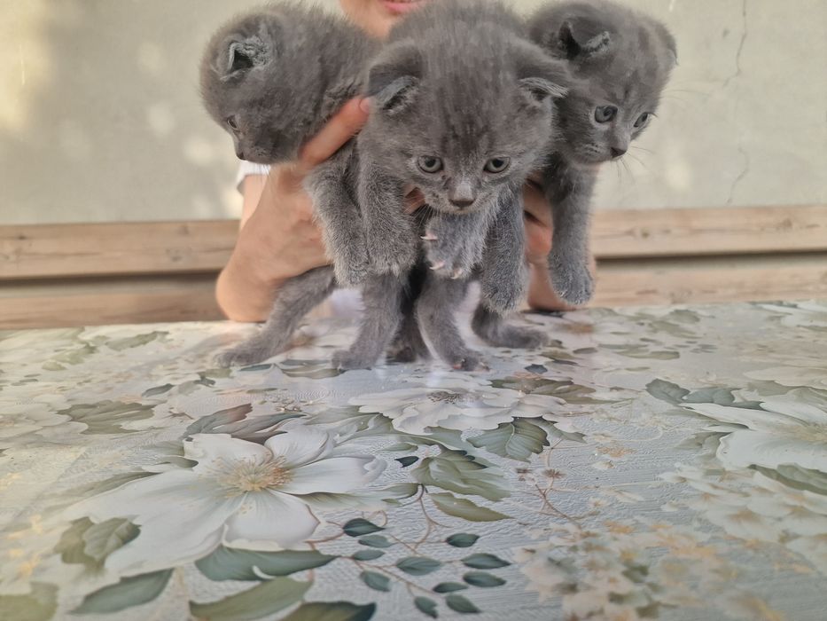 "Scottish fold" parodali mushukchalar