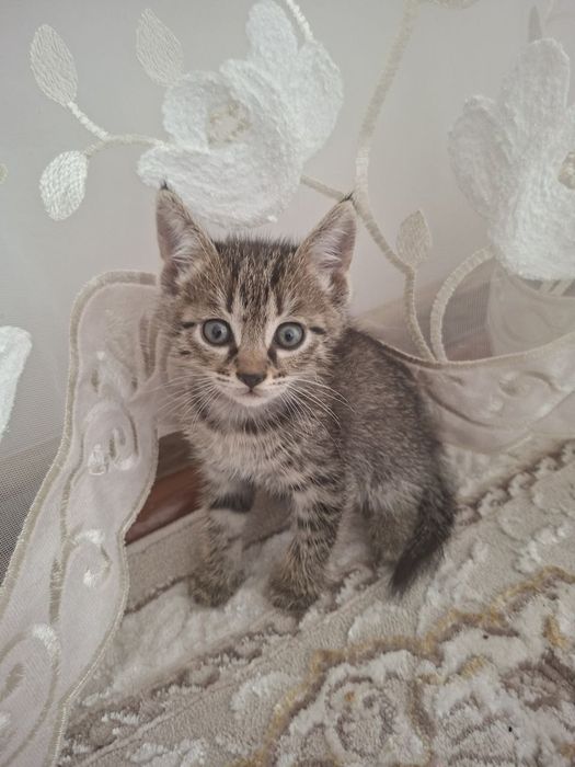 Котенок 1 месяц отдам даром