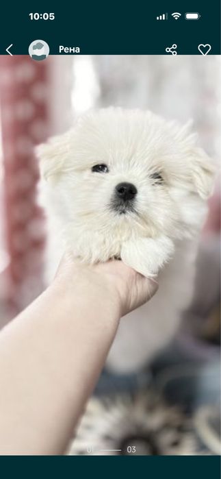 Мальтезе щенки резерв