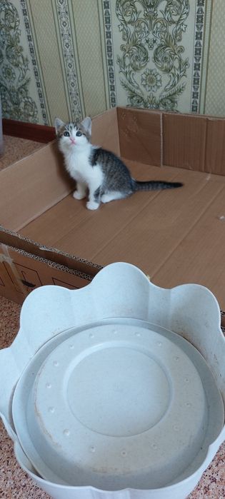 Мысыктын балдары