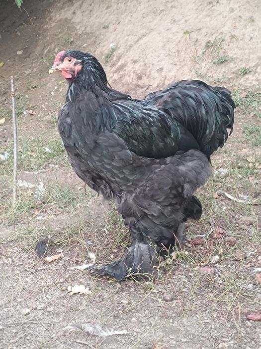 Инкубационное яйцо Брама.