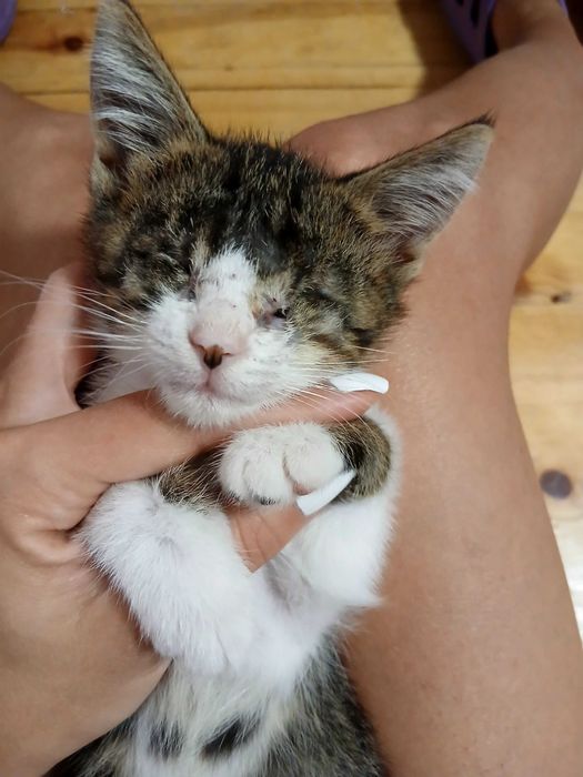 Котенце си търси дом