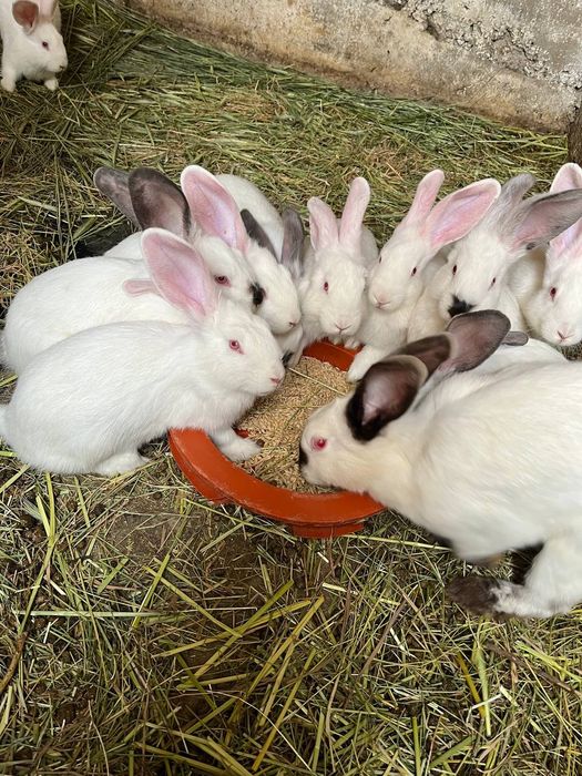 Кролики 3 месяца