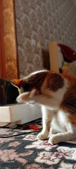 Uy mushugu toza ozoda