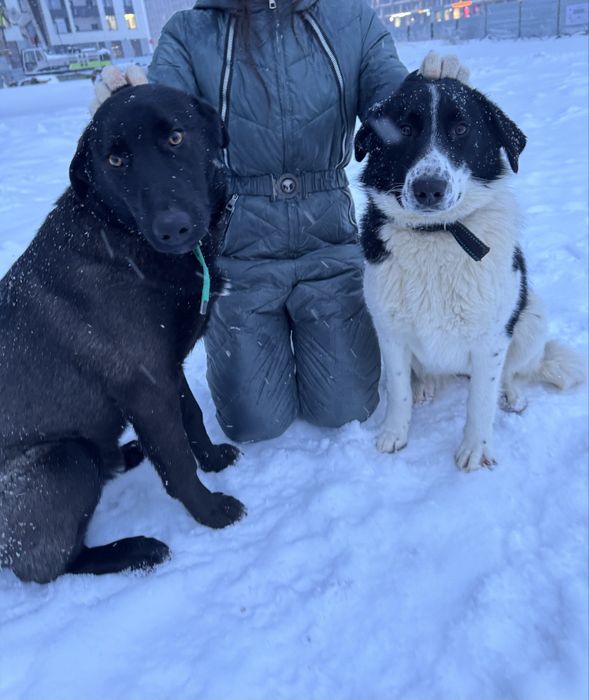 В самые добрые руки Актос и Бэлла!