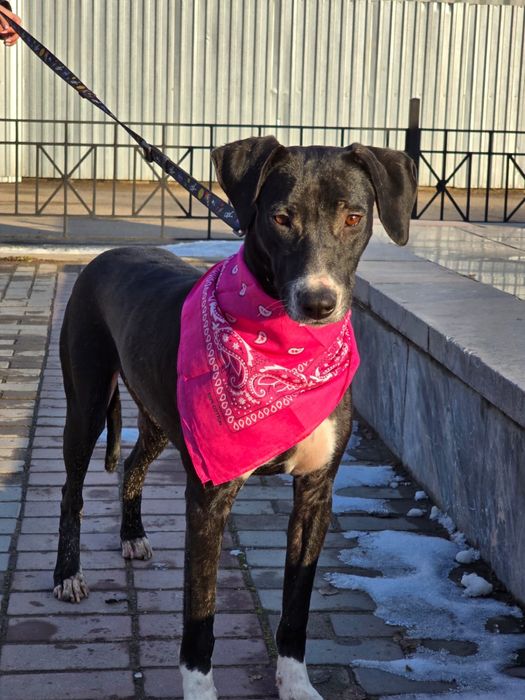 Собака девочка ищет семью и дом