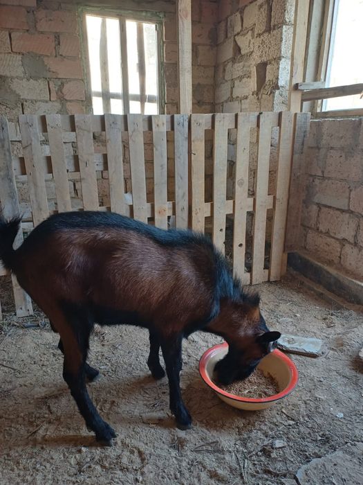 Теке ешкі (коза)