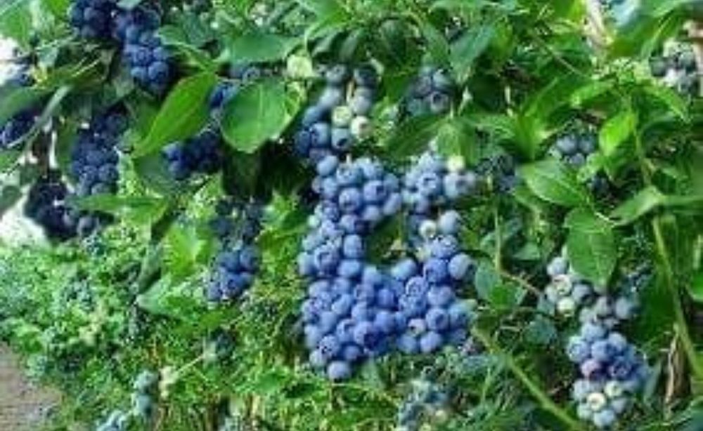 Butasi Afin Aronia Coacaz