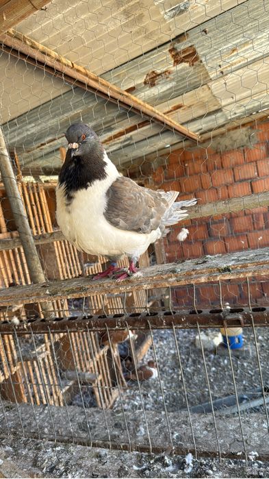 Vand porumbei strasseri