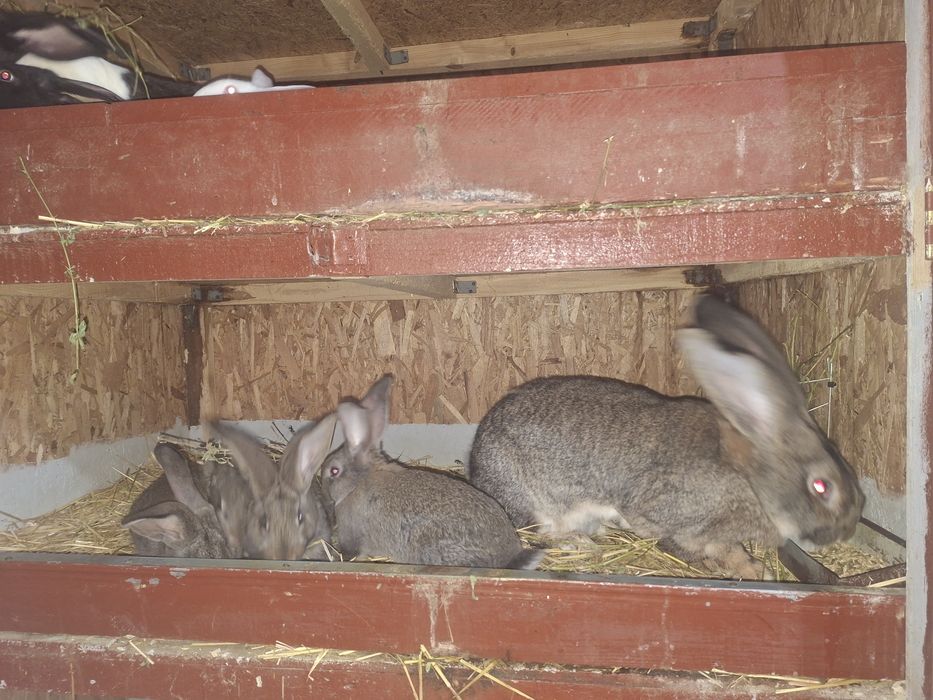 Femela uriaș german