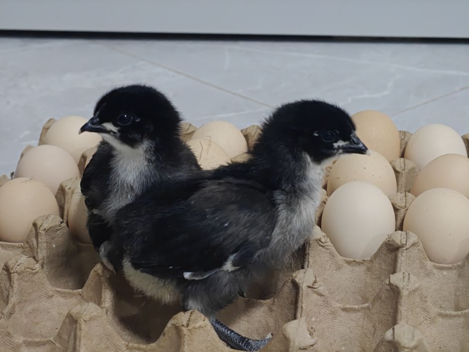 Черный австралорп жұмырткасы