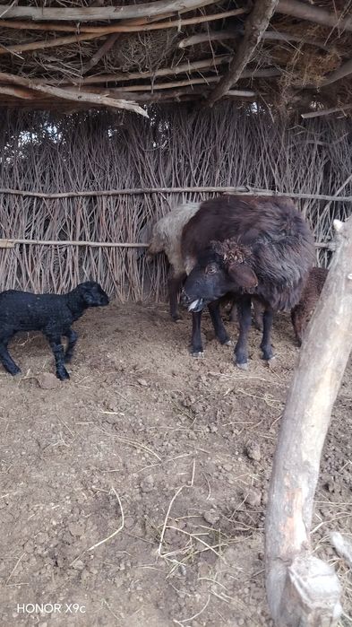 Ona bola va bog'oz qo'ylar sotildi