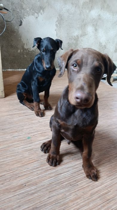 Щенки добермана Шымкент