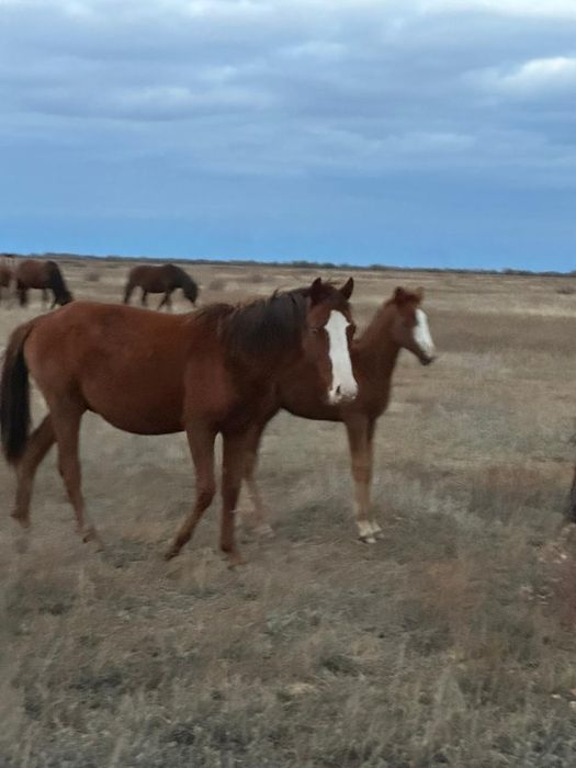 Мықты жылқы сатылады.