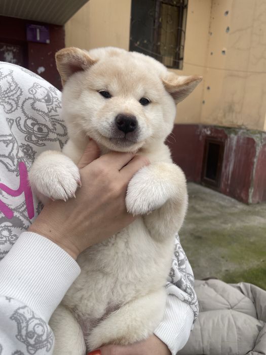 Продаются Щенки Сиба-ину