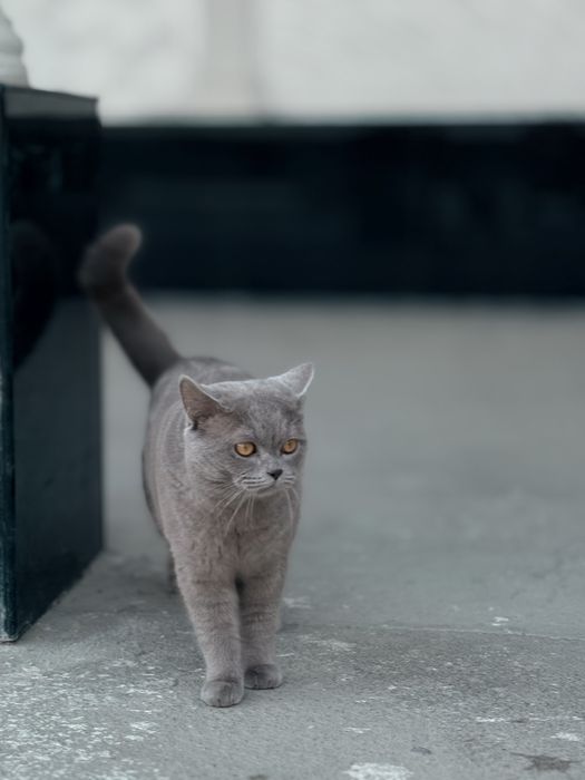 чистопородный британец