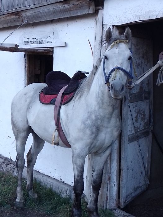 Продам айгыр 8жасар