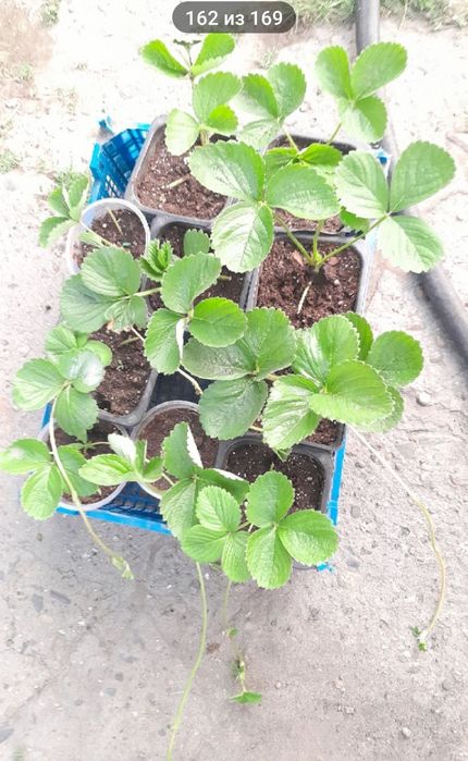 Продам саженцы клубники...