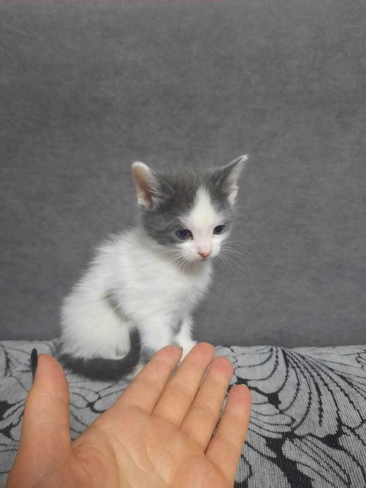 котята, мальчики