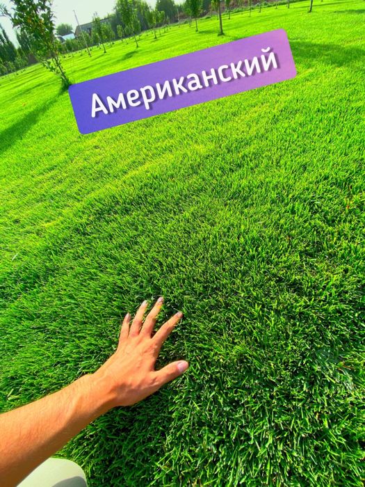 Рулонные газон в ташкенте | Таййор Газон
