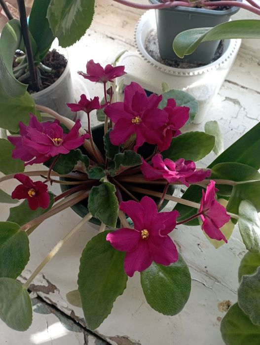 Цветы фиалки, 1500