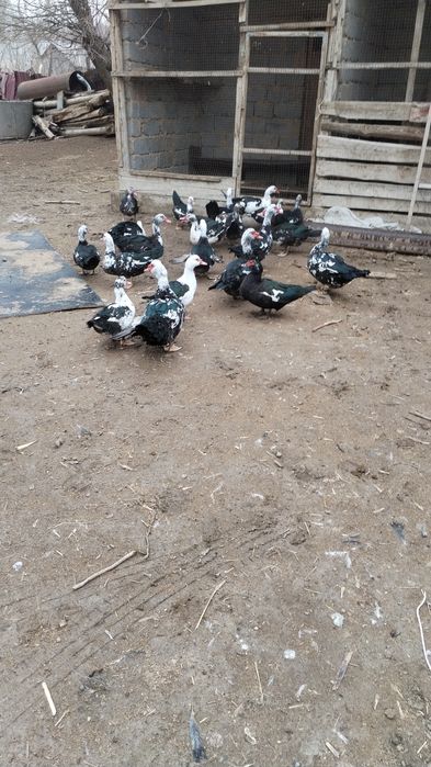 10 бас еркек индаутка