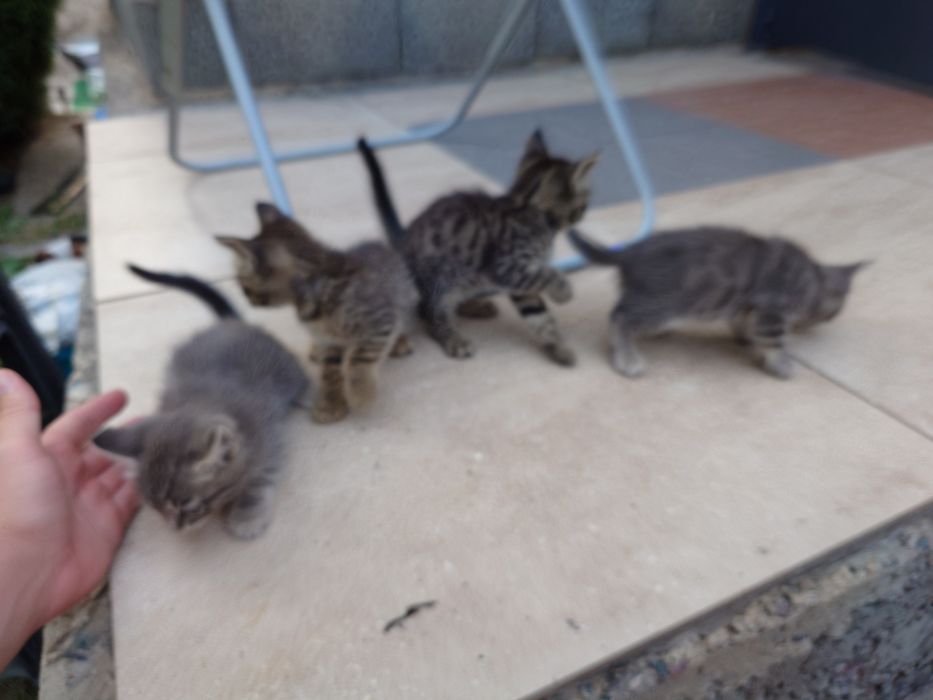 Отдам котят. Мама бенгалка