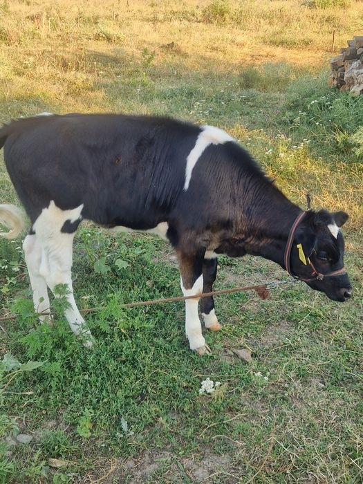 De vînzare vacă cu vitică