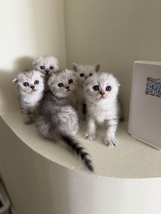 Шотландские котята