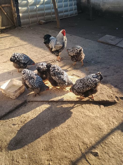 Oua de găini wyandotte