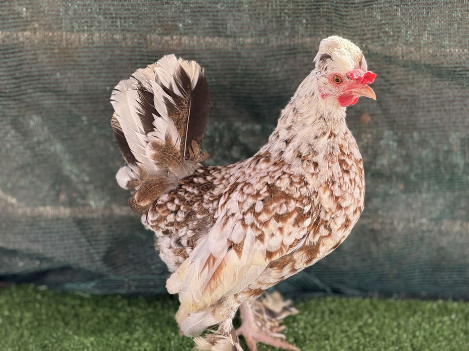 Продавам Бреговски джинки от снимките